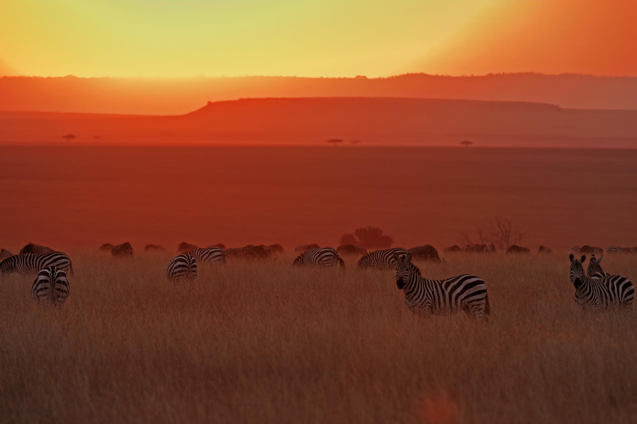 Amboseli national park