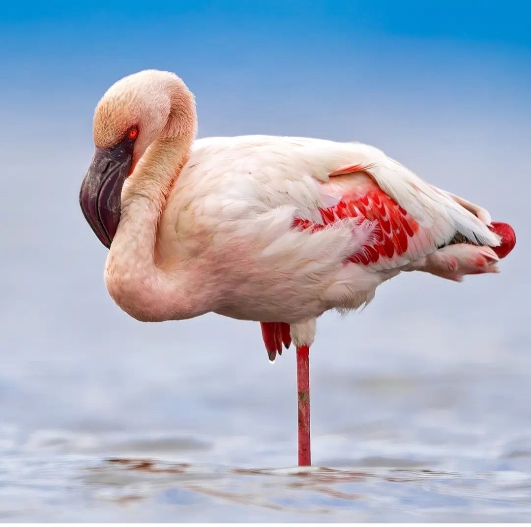 LAKE NAKURU AND MASAI MARA