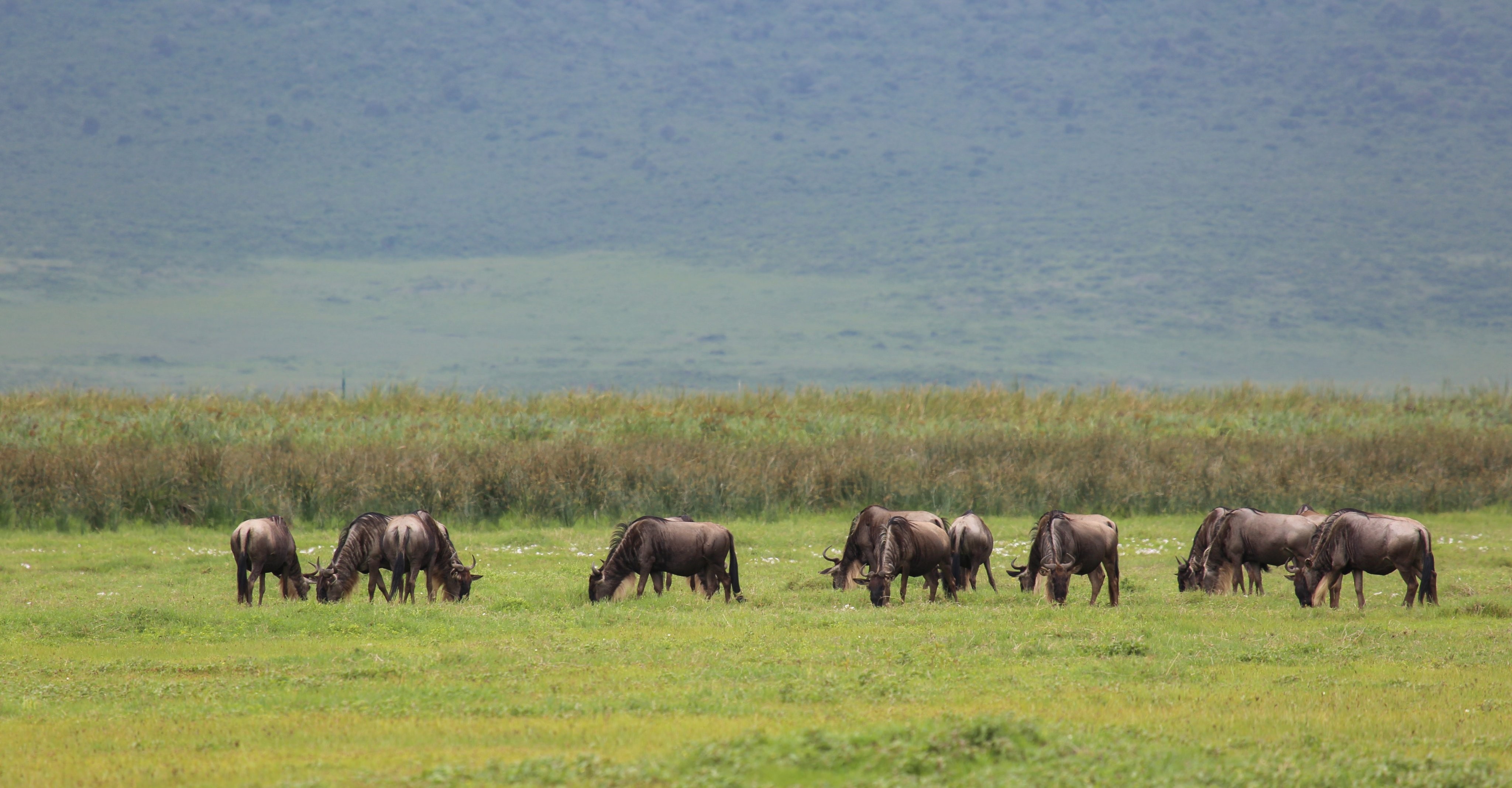 8 Days Tsavo East, Taita Hills Sanctuary, Amboseli, Lake Naivasha, Masai Mara to Nairobi