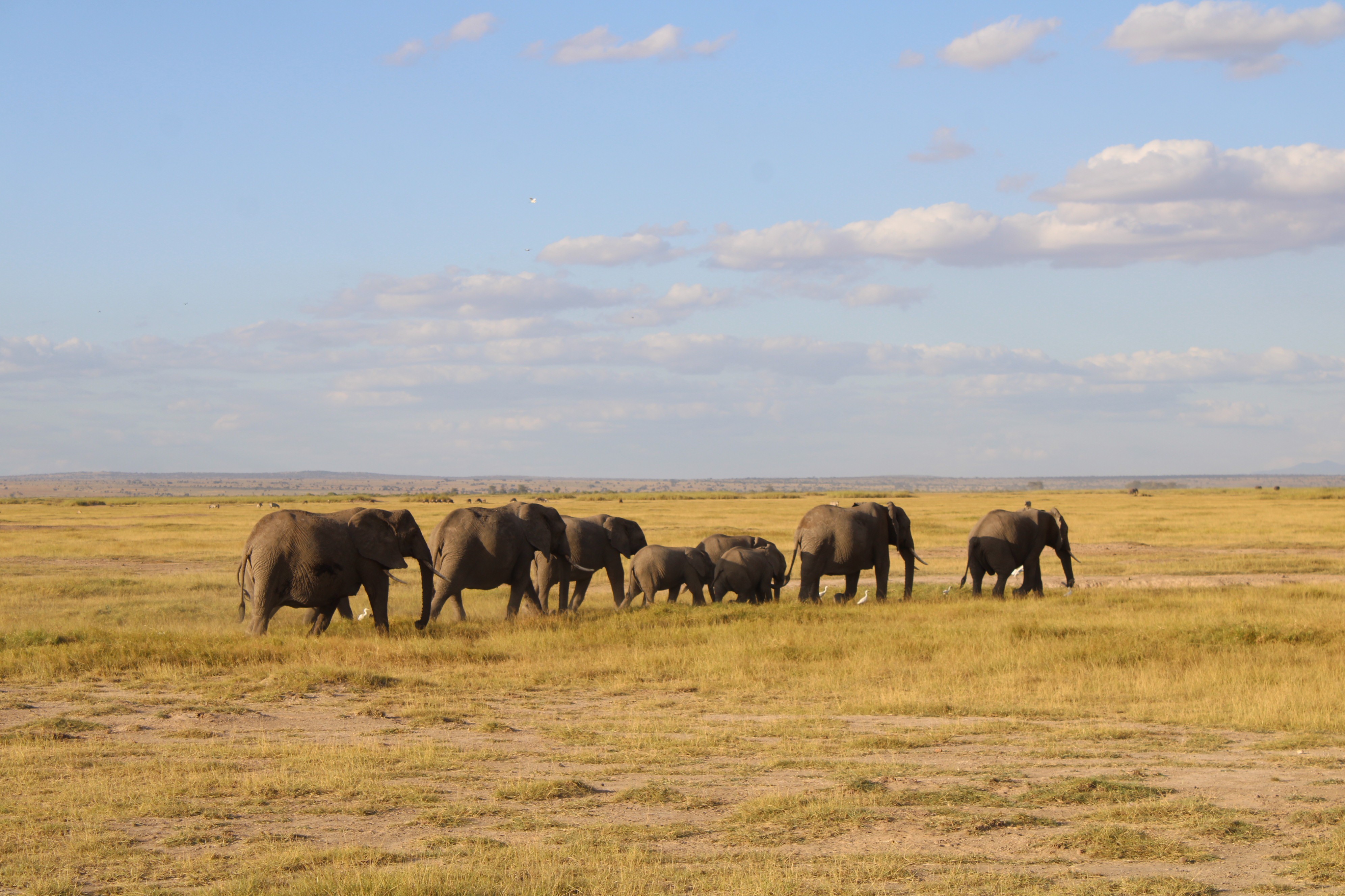 Adventure at a glance.: 8 Days Amboseli,Ol pejeta, Masai Mara safari.