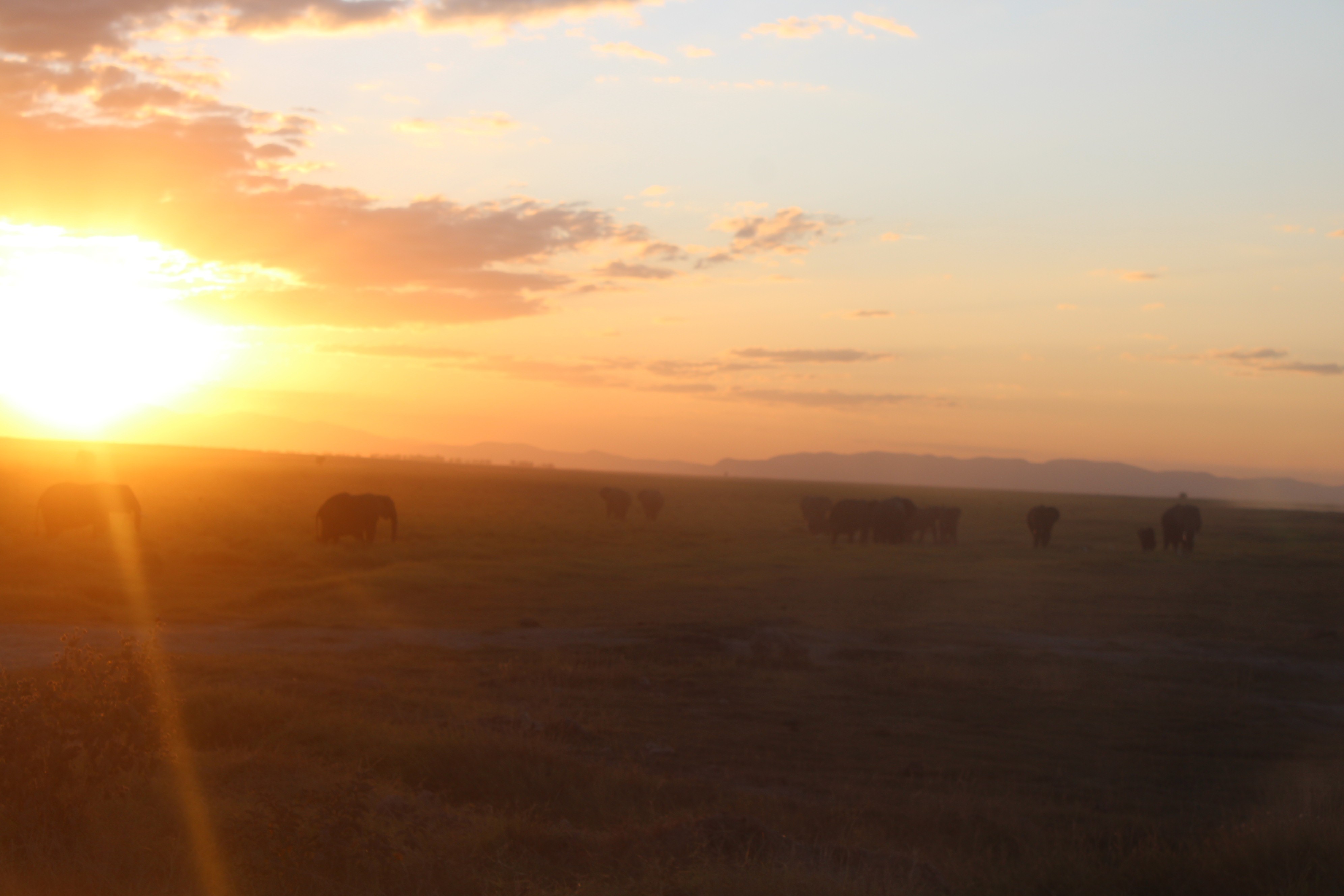 Adventure at a glance.: 8 Days Amboseli,Ol pejeta, Masai Mara safari.