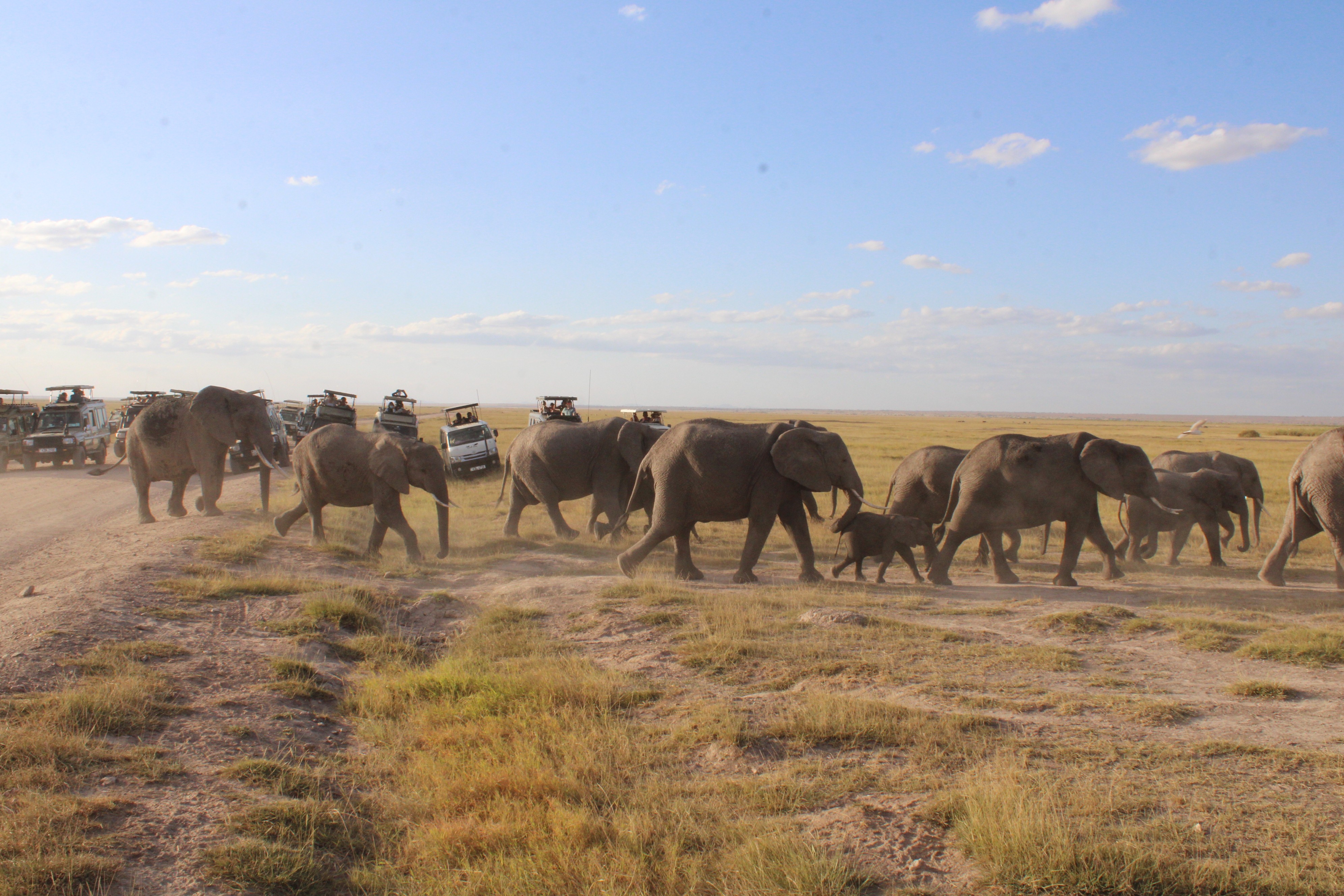 Adventure at a glance.: 8 Days Amboseli,Ol pejeta, Masai Mara safari.
