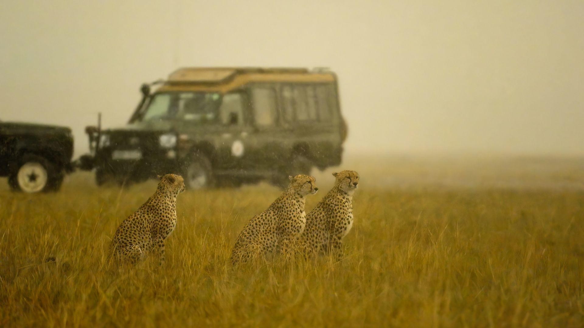 Adventure at a glance.: 8 Days Amboseli,Ol pejeta, Masai Mara safari.